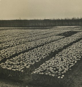 Netherlands Haarlem Tulip plantation Old NPG Stereoview Photo 1900 #2