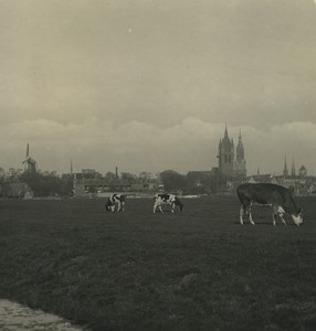 Netherlands Delft panorama Cows in Field Old NPG Stereoview Photo 1900
