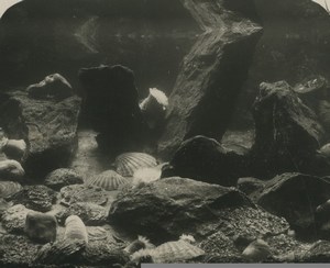 France Paris Jardin d'Acclimatation Aquarium Old NPG Stereoview Photo 1900