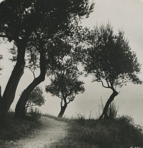 Italy Lake Garda Olive Trees Old Stereoview Photo 1900