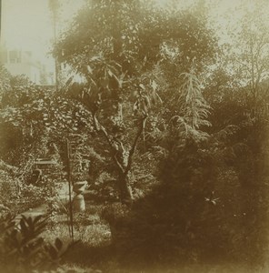Belgium Antwerp? Overgrown Garden Old Stereoview Amateur Photo 1916