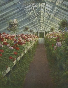 Germany Frankfurt Geranium Greenhouse Old Stereoview Chromoplast Bild 1910's