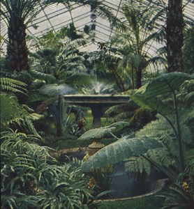 Germany Frankfurt Greenhouse of Palms Old Stereoview Chromoplast Bild 1910's