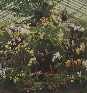 Germany Frankfurt Orchid Greenhouse Old Stereoview Chromoplast Bild 1910's