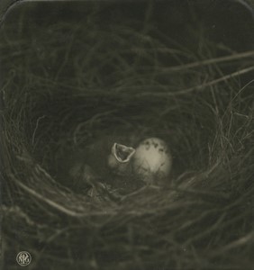 Germany Zoology Pyrrhula Rubricilia Bullfinch nest Old Photo Stereo NPG 1900