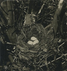Germany Zoology Turdus Merula  Blackbird Eggs Old Photo Stereo NPG 1900
