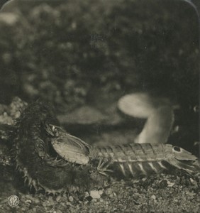 Allemagne Zoologie Cucumaria Planci Squilla mantis Ancienne Photo Stereo NPG 1900
