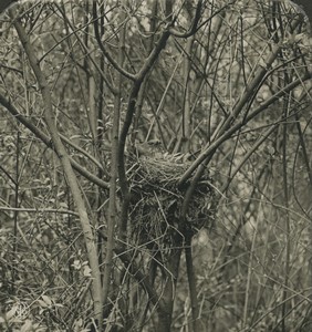 Germany Zoology Turdus Merula Blackbird Nest Old Photo Stereo NPG 1900 #1