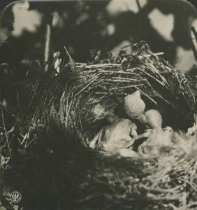 Germany Zoology Lanius Collurio Red-backed shrike chicks Photo Stereo NPG 1900