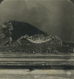 Germany Zoology swimming crab Portunus Old Photo Stereo NPG 1900