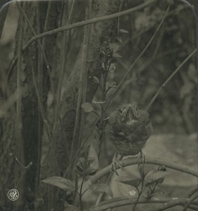 Germany Zoology Turdus Merula Blackbird Old Photo Stereo NPG 1900 #2