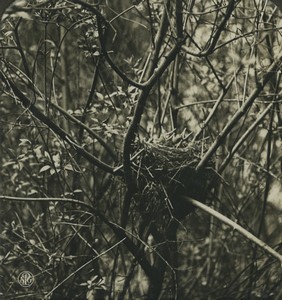 Germany Zoology Turdus Merula Blackbird Nest Old Photo Stereo NPG 1900 #2