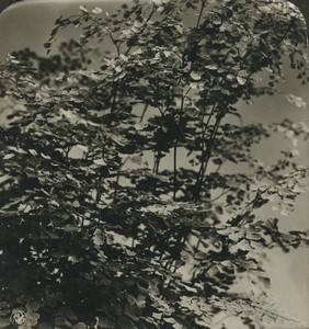 Germany Botanical Adiantum Capillus Veneris Fern Old Photo Stereo NPG 1900