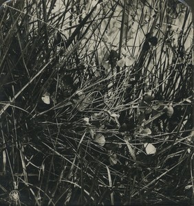 Allemagne Botanique Marsilia quadrifolia Fougère Ancienne Photo Stereo NPG 1900