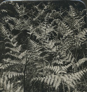 Germany Botanical Pteridium aquilinum Fern Old Photo Stereo NPG 1900