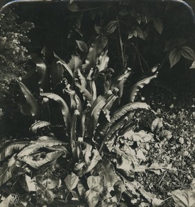 Allemagne Botanique Scolopendrium vulgare Fougère Ancienne Photo Stereo NPG 1900