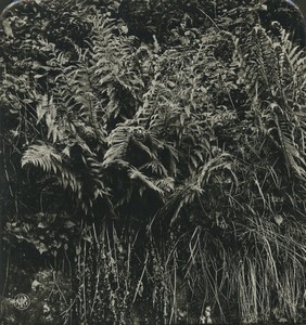 Germany Botanical Aspidium filix mas. Fern Old Photo Stereo NPG 1900