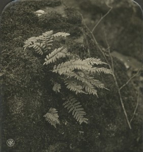 Germany Botanical Polypodium vulgare Fern Old Photo Stereo NPG 1900