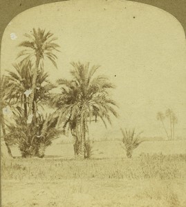 Algeria Biskra Palm Trees Old Stereo photo Radiguet 1860