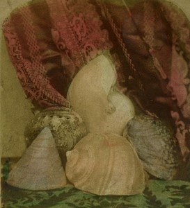 Angleterre Etude Artistique Coraux et Coquillages ancienne Photo Stereo 1865