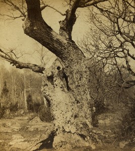 France Artistic Study of old tree Old Stereo photo 1865