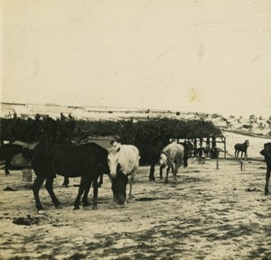 France First World War Marne shelters for horses Old Stereo Photo 1918