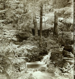 Germany near Baden Baden Forest Woodland Old Gustav Salzer Stereoview Photo 1899