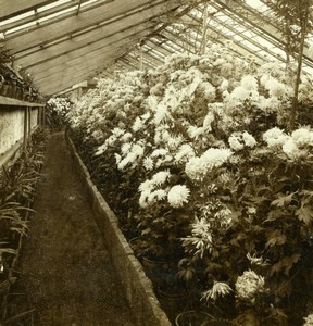 Germany Baden Baden Chrysanthemum Greenhouse Gustav Salzer Stereoview Photo 1899