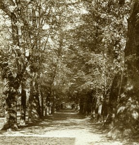 Germany Baden Baden Forest Road Old Gustav Salzer Stereoview Photo 1899