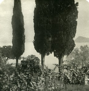 Italy Lake Como Menaggio Cypress & Vines Old Stereoview Photo 1900