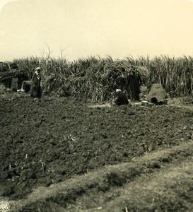 Egypt Harvesting Sugar Cane Workers Old NPG Stereoview Photo 1900