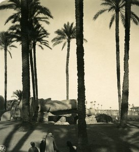 Egypt Old Memphis Ramesses Statue Old NPG Stereoview Photo 1900