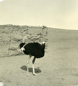 Egypt Ostrich Bird Old NPG Stereoview Photo 1900