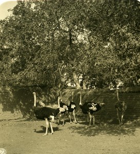 Egypt Ostrich Family Birds Old NPG Stereoview Photo 1900