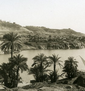 Egypt Nile River Palm Trees Old NPG Stereoview Photo 1906