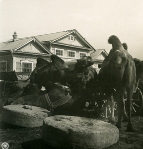 Russia Volga the Volga Camels Group Old Photo Stereoview NPG 1906