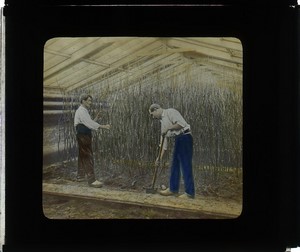 8 vues de Forceries? serre dans la Region Parisienne 8 vues positives verre pour projection photos MBP 1900